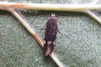 Aproaerema anthyllidella