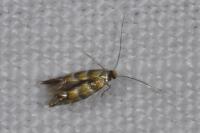 Phyllonorycter stettinensis