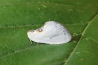 Cilix hispanica