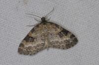 Pterapherapteryx sexalata