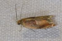 Ancylis mitterbacheriana