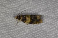 Celypha aurofasciana