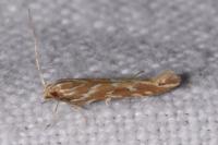 Pyroderces argyrogrammos