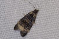 Endothenia gentianaeana/marginana/oblongana