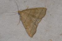 Herminia tarsicrinalis