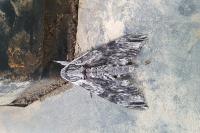 Agrius convolvuli