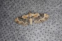 Eupithecia linariata
