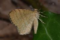 Euchoeca nebulata