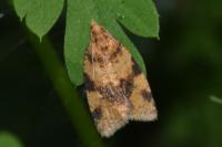 Epagoge grotiana