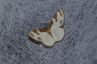 Lomaspilis marginata