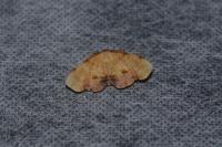 Plagodis dolabraria