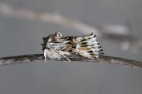 Calophasia lunula