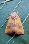 Atethmia centrago