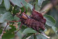 Stauropus fagi