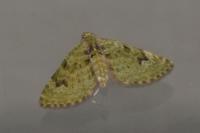 Chloroclystis v-ata