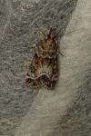 Eudonia mercurella