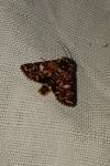 Anarta myrtilli