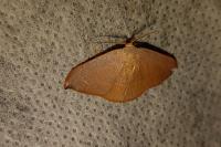 Watsonalla binaria/uncinula