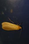 Wittia sororcula