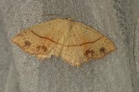 Cyclophora punctaria