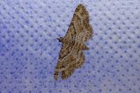 Gymnoscelis rufifasciata