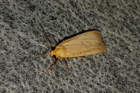Katha depressa