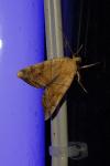 Cosmia trapezina