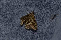 Chiasmia clathrata