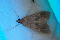 Mecyna asinalis