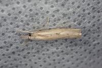 Agriphila geniculea