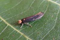 Monopis imella