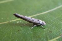 Zelleria oleastrella
