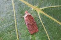 Agonopterix cnicella