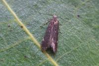Aproaerema anthyllidella