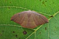 Watsonalla binaria/uncinula