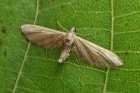 Eupithecia innotata