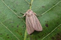 Mythimna pudorina
