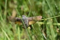 Macroglossum stellatarum