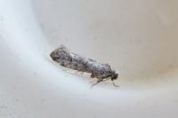 Paraswammerdamia albicapitella