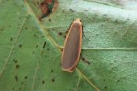 Katha depressa