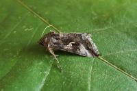 Autographa gamma
