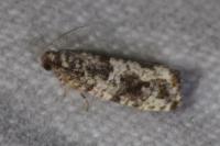 Gypsonoma oppressana