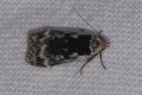 Anacampsis blattariella/populella