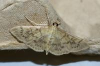 Patania ruralis