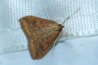 Udea ferrugalis