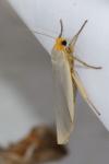 Eilema caniola
