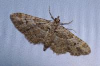 Gymnoscelis rufifasciata