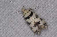 Pseudotelphusa scalella