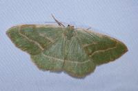 Hylaea fasciaria