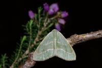 Hylaea fasciaria